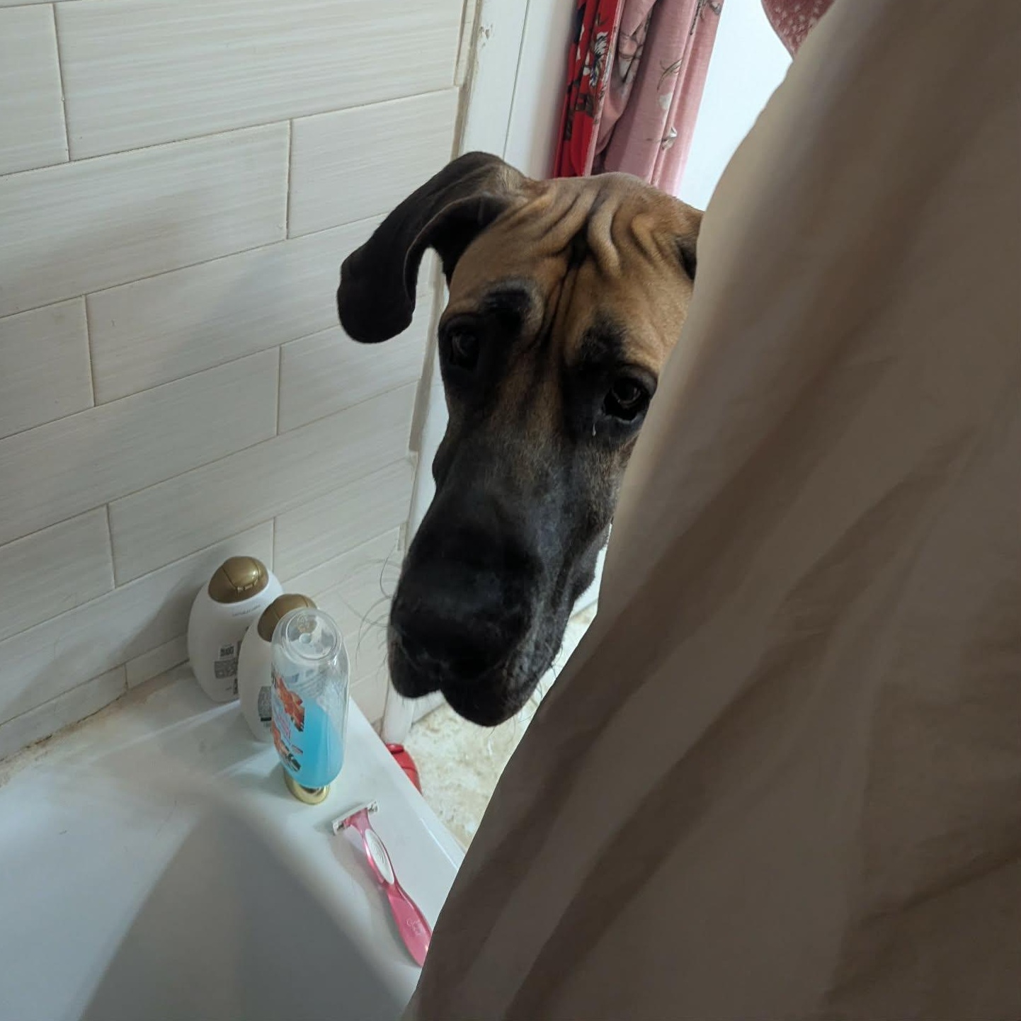 Enlarge Rickey, a ADOPTABLE Great Dane in Pensacola, FL image 4/6