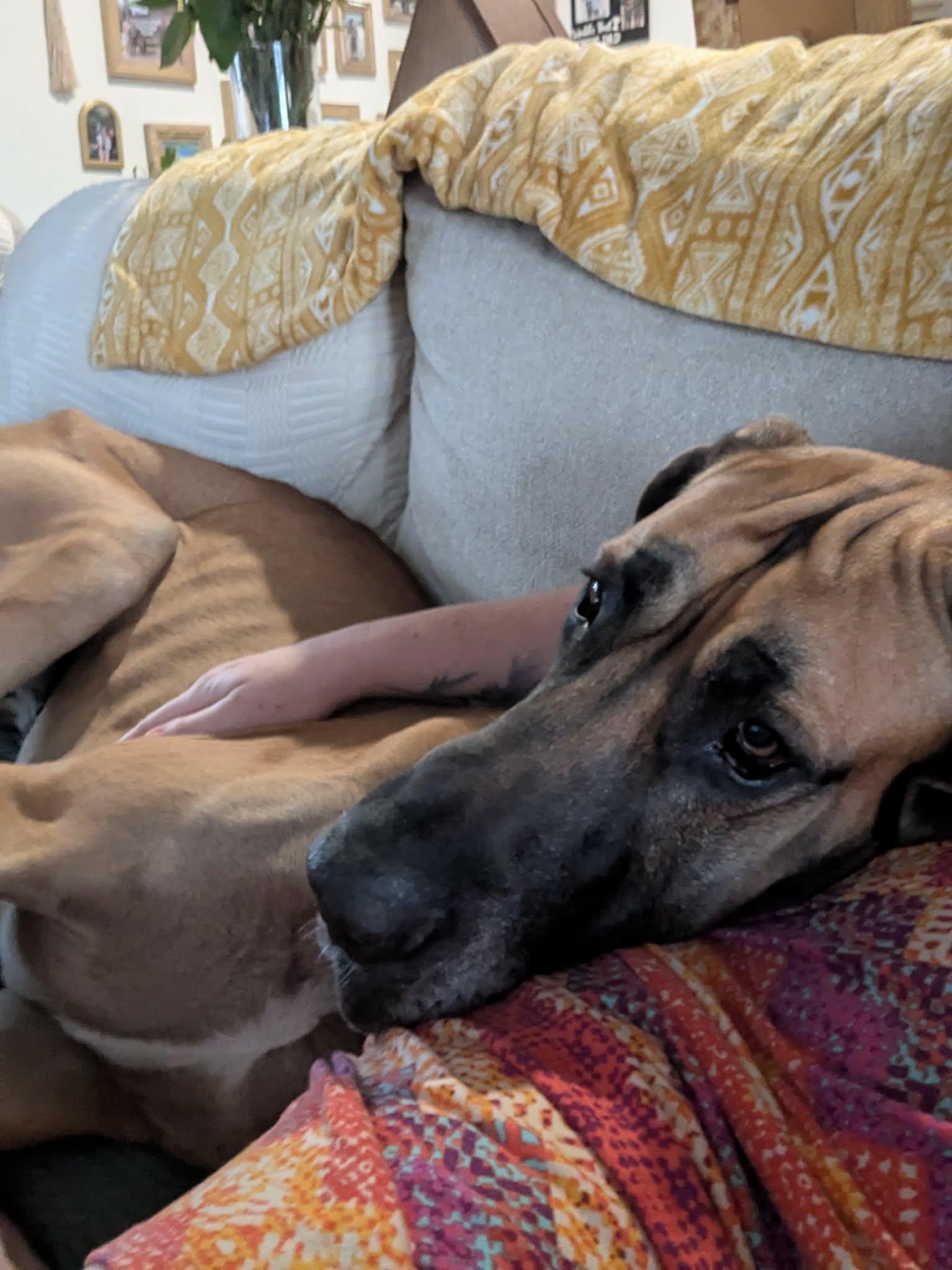 Enlarge Rickey, a ADOPTABLE Great Dane in Pensacola, FL image 3/6