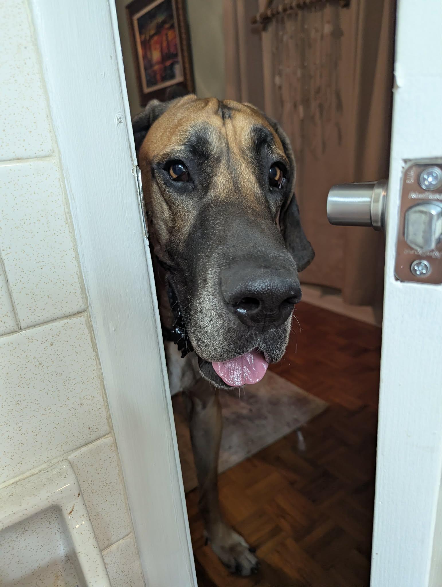 Rickey, ADOPTABLE, Young Male Great Dane.