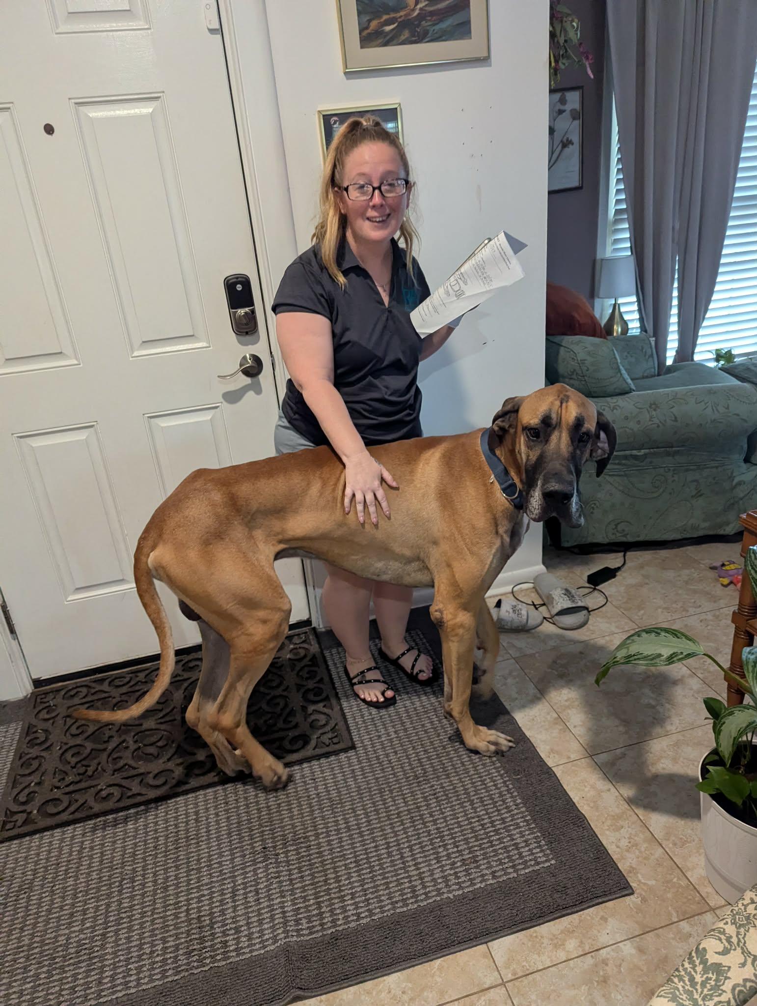 Enlarge Rickey, a ADOPTABLE Great Dane in Pensacola, FL image 2/6