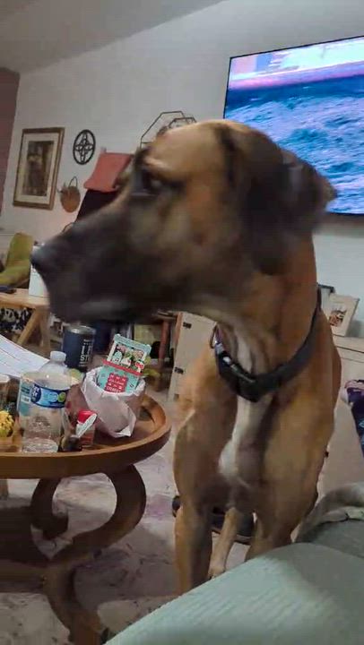 Enlarge Rickey, a ADOPTABLE Great Dane in Pensacola, FL video 6/6