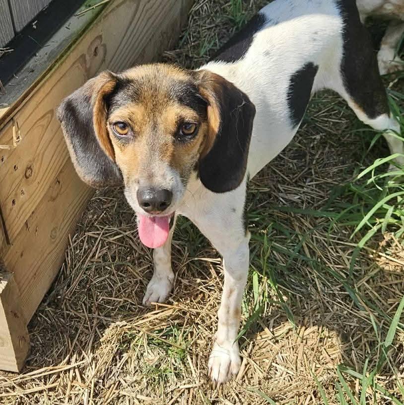 River, Adoptable, Adult Female Beagle.