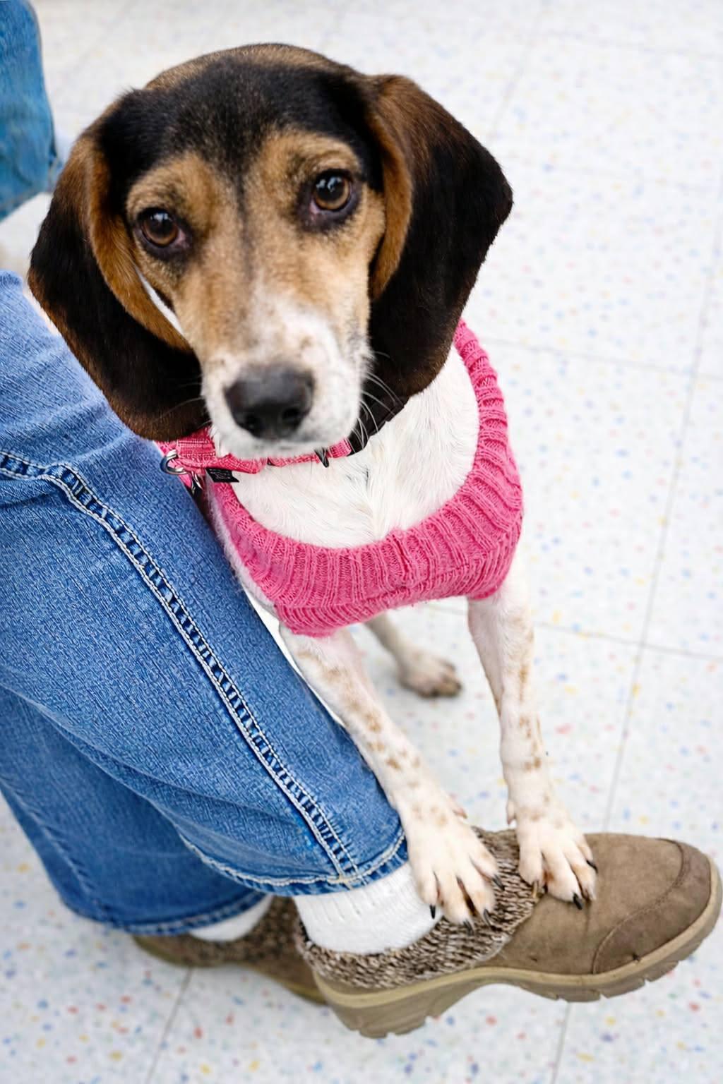 Enlarge River, a Adoptable Beagle in Fairmont, WV image 2/3