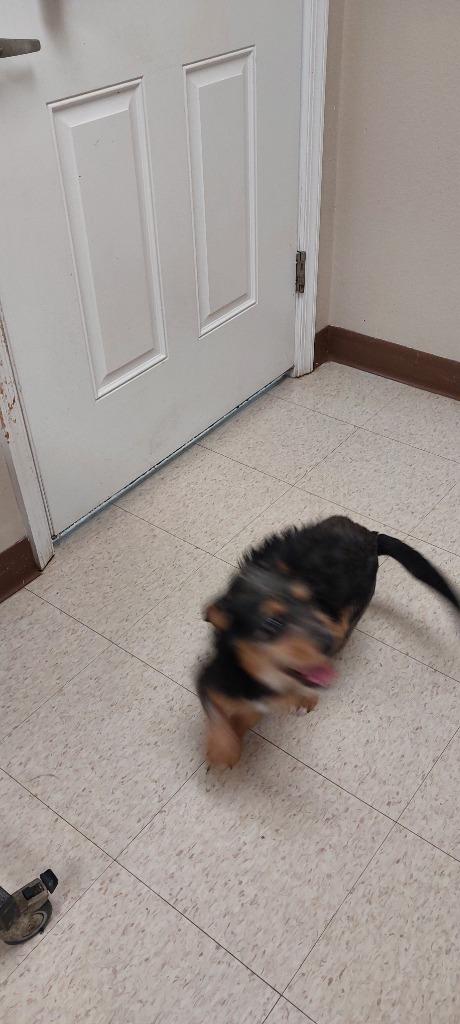 Nia, Adoptable, Young Female Terrier.