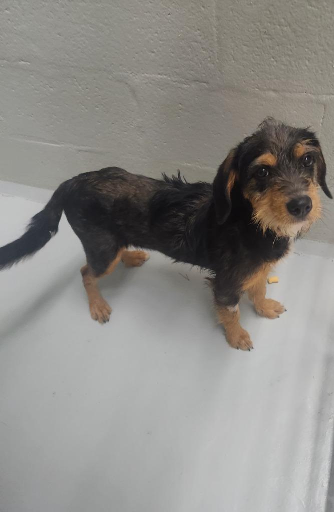 Nia, a Adoptable mixed breed in Mocksville, NC image 2/4