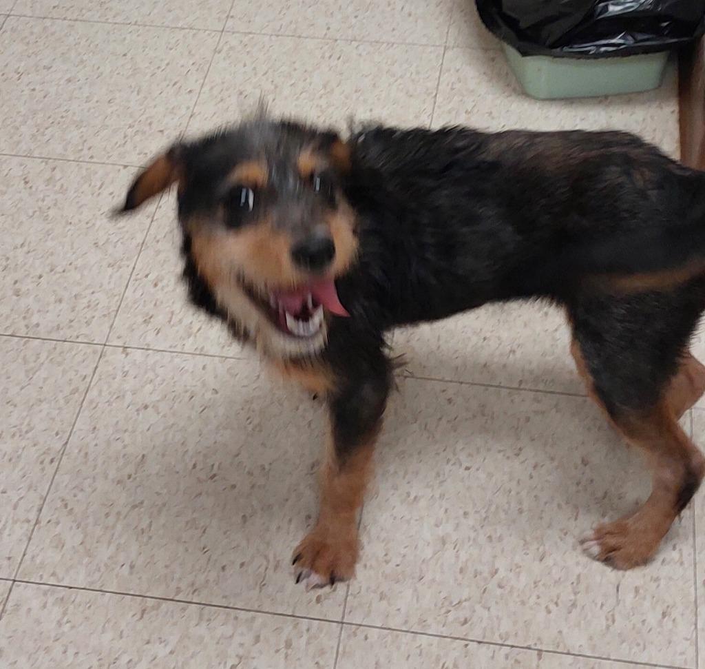 Nia, a Adoptable mixed breed in Mocksville, NC image 3/4