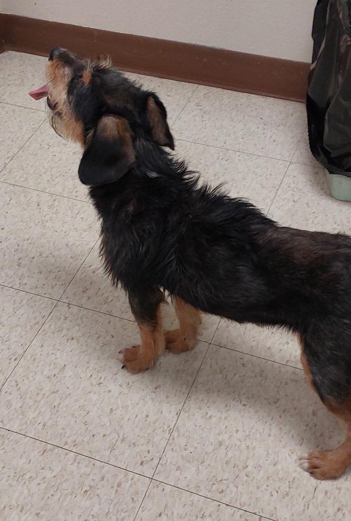 Nia, a Adoptable mixed breed in Mocksville, NC image 4/4