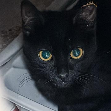 Aubergine, Adoptable, Young Female Domestic Short Hair & Domestic Short Hair.