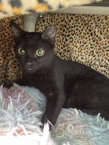 Enlarge Aubergine, a Adoptable mixed breed in Madison, WI image 2/3