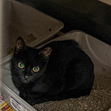 Enlarge Aubergine, a Adoptable mixed breed in Madison, WI image 3/3