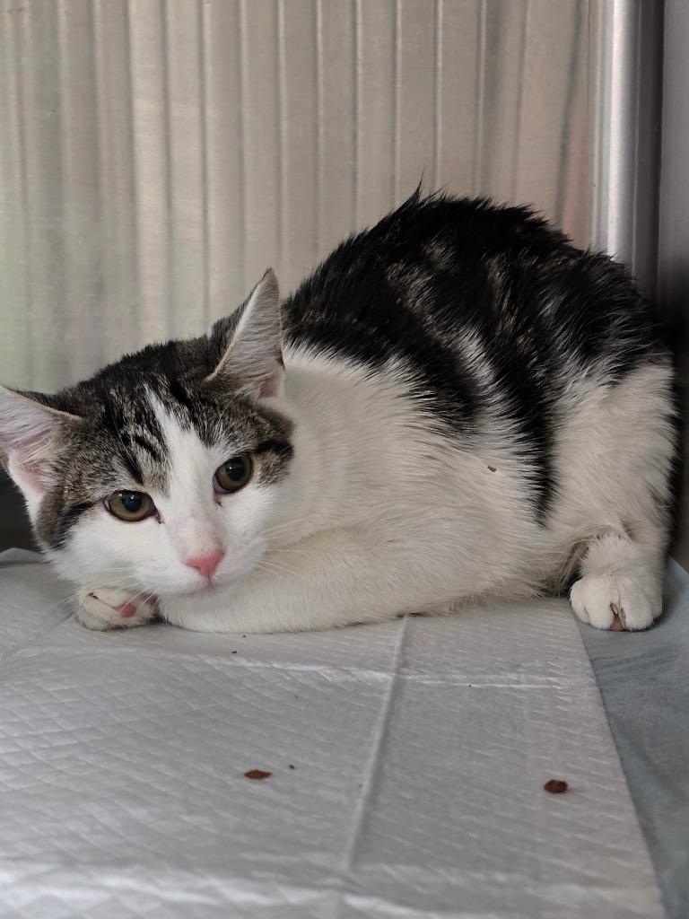 Juniper, Adoptable, Young Female Domestic Short Hair.