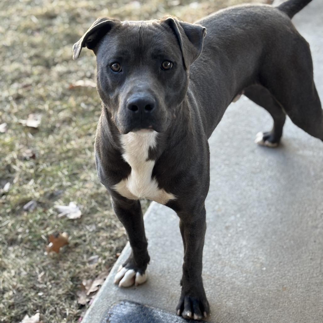 Enlarge Ghost, a Adoptable Pit Bull Terrier in Kim, CO image 1/4
