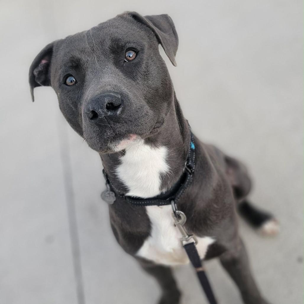 Enlarge Ghost, a Adoptable Pit Bull Terrier in Kim, CO image 3/4