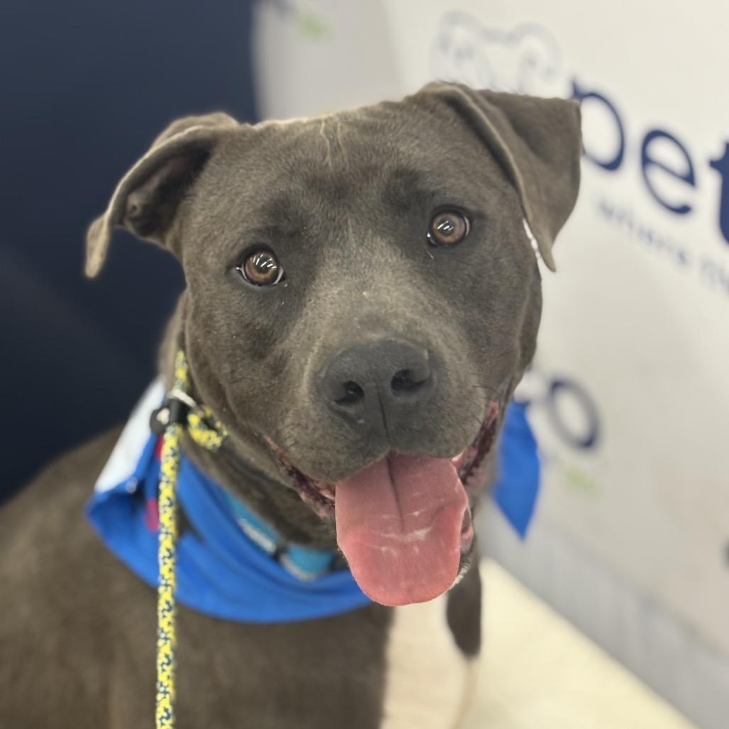Enlarge Ghost, a Adoptable Pit Bull Terrier in Kim, CO image 2/4