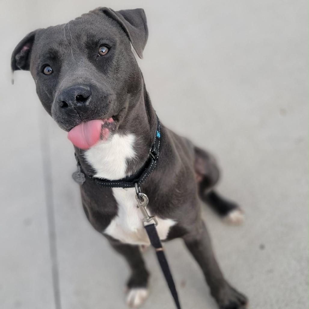 Enlarge Ghost, a Adoptable Pit Bull Terrier in Kim, CO image 4/4