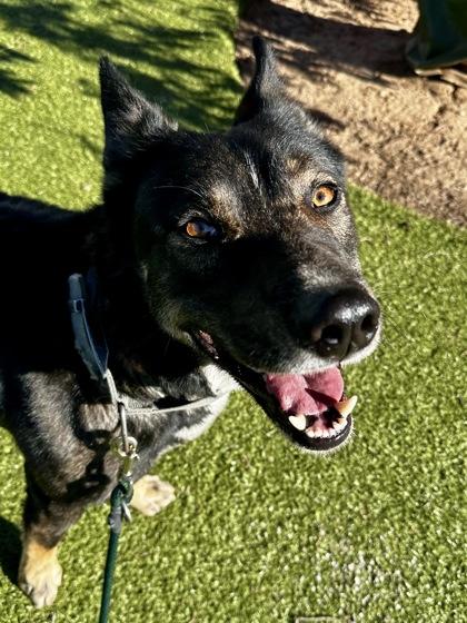 Gary the Giant, Adoptable, Adult Male Mixed Breed & Mixed Breed.