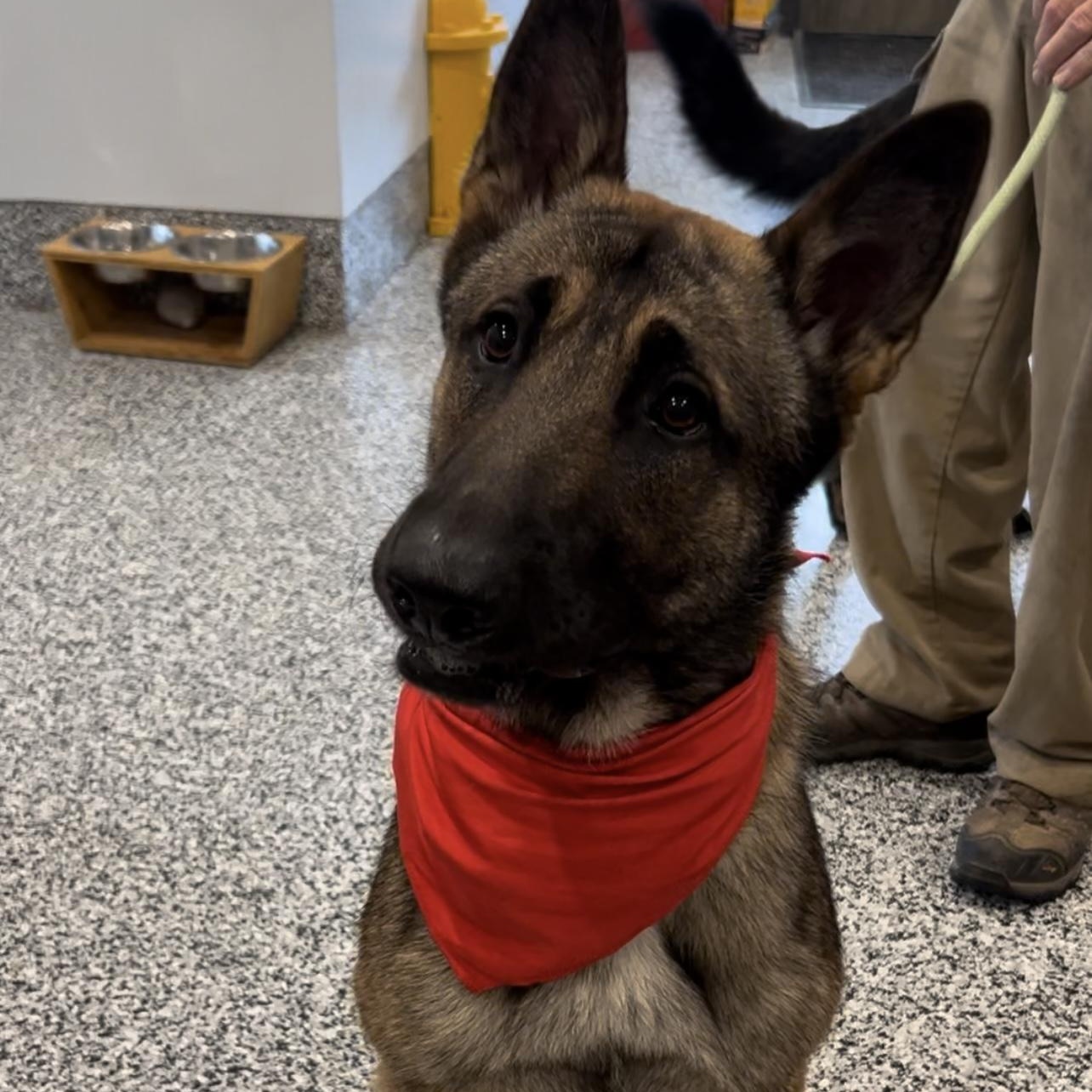 Kai, an adoptable German Shepherd Dog & Belgian Shepherd / Malinois Mix in Salem, IN_image-1