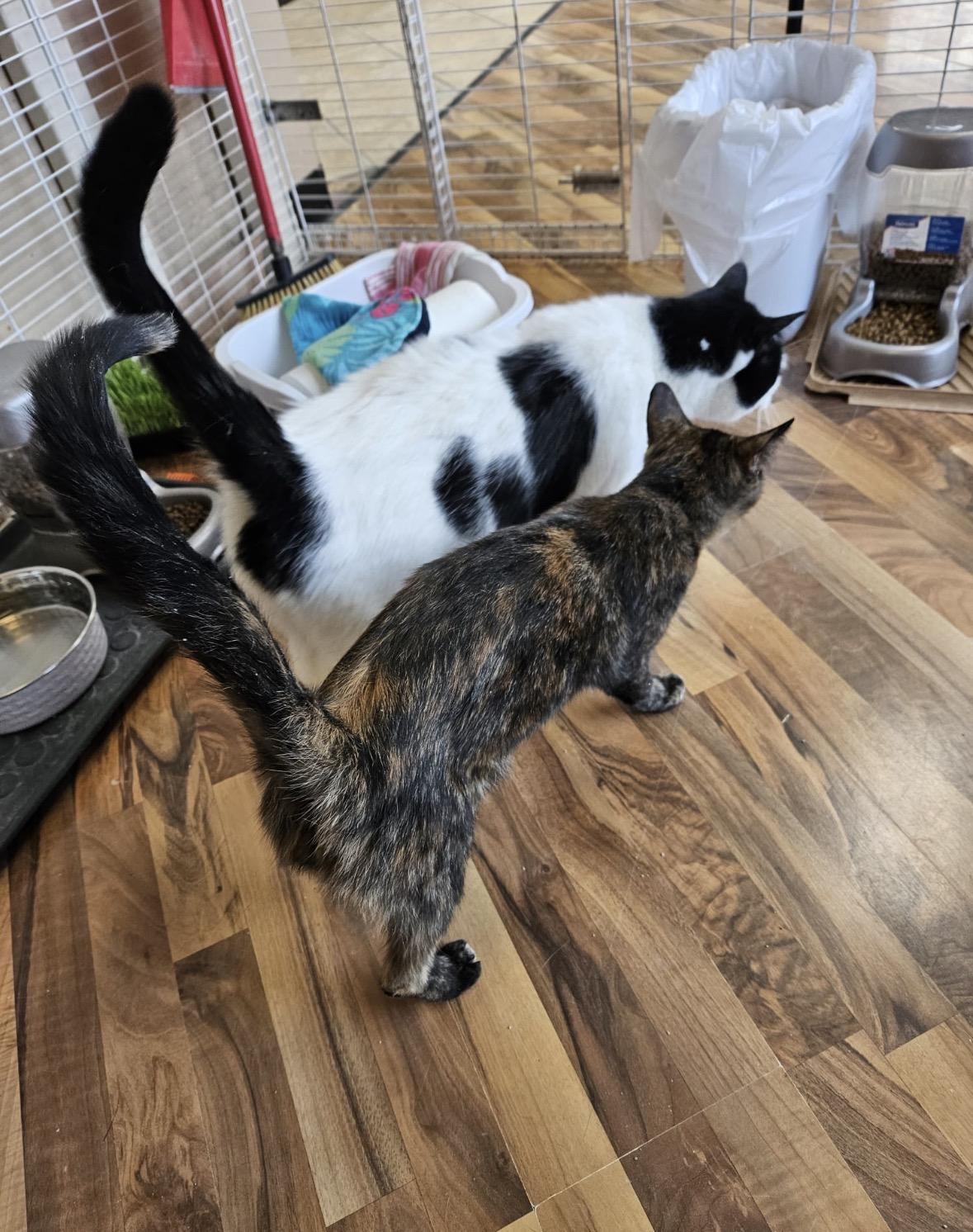Candy aka Panda, a ADOPTABLE Domestic Short Hair in Mississauga, ON image 2/6