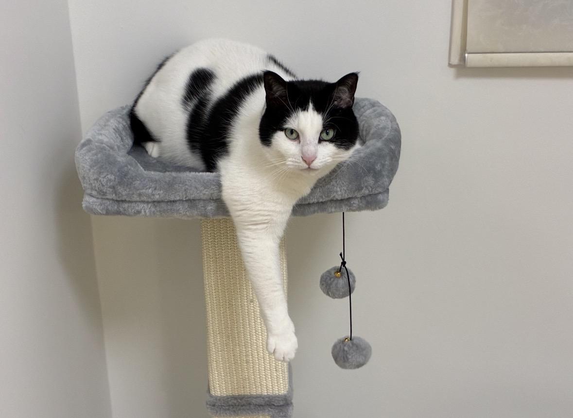 Candy aka Panda, a ADOPTABLE Domestic Short Hair in Mississauga, ON image 5/6