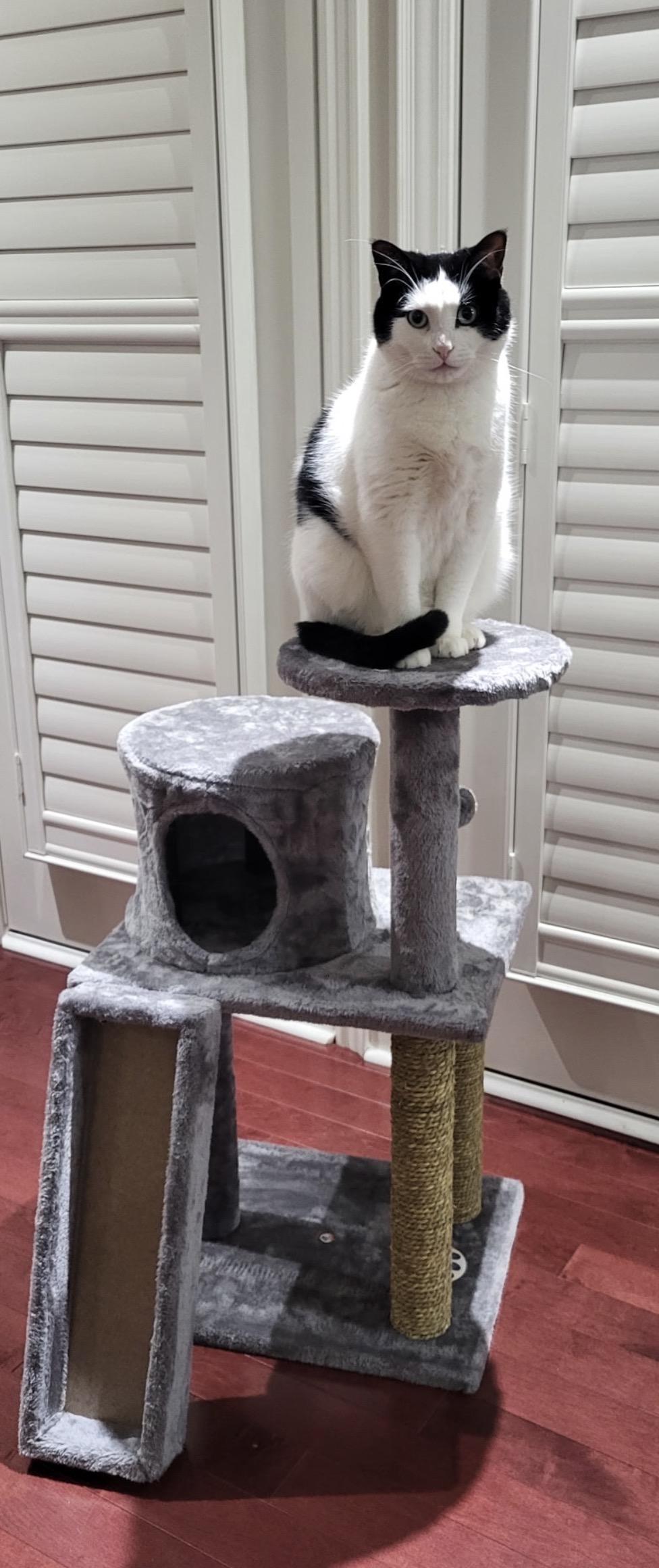 Candy aka Panda, a ADOPTABLE Domestic Short Hair in Mississauga, ON image 4/6