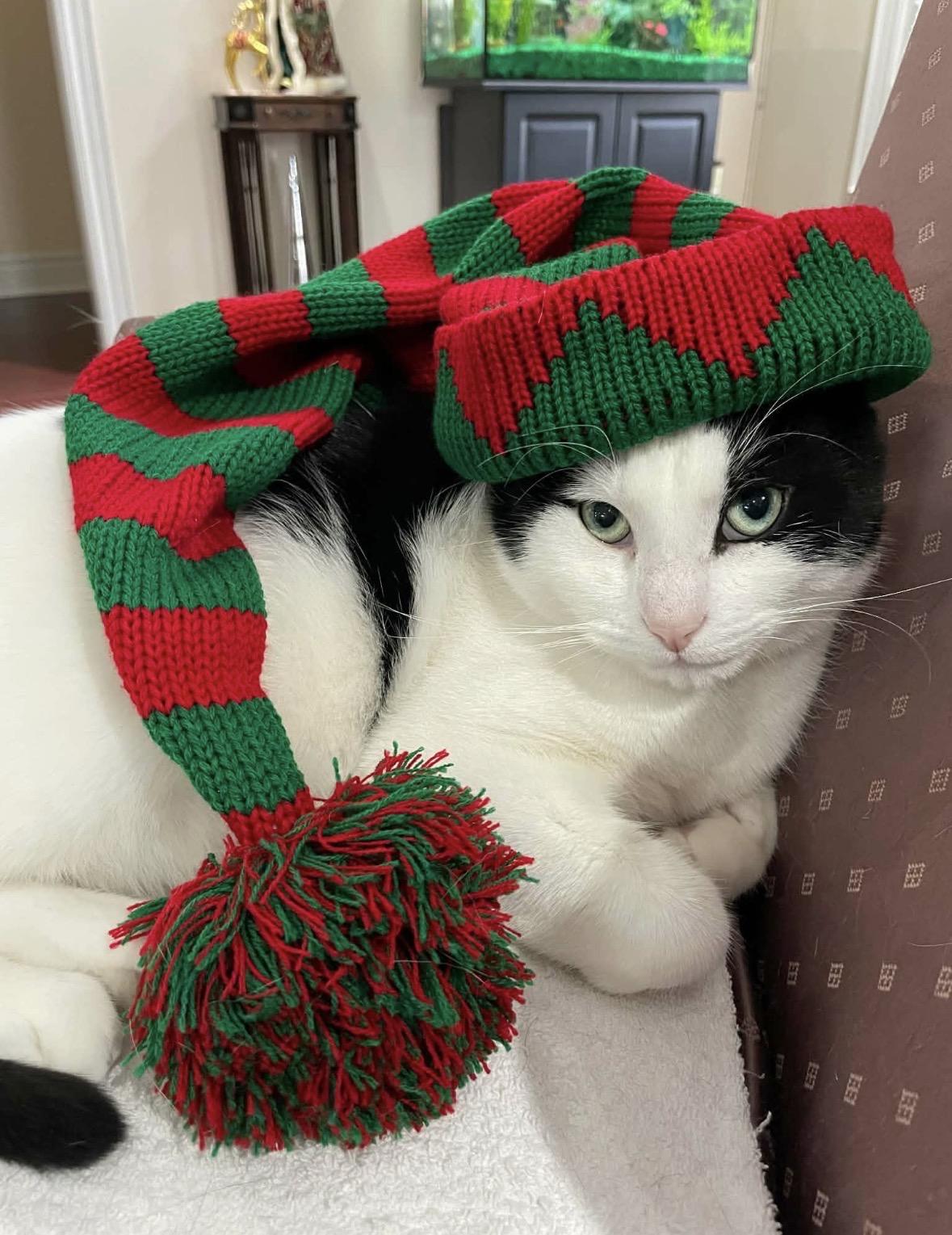 Candy aka Panda, a ADOPTABLE Domestic Short Hair in Mississauga, ON image 1/6