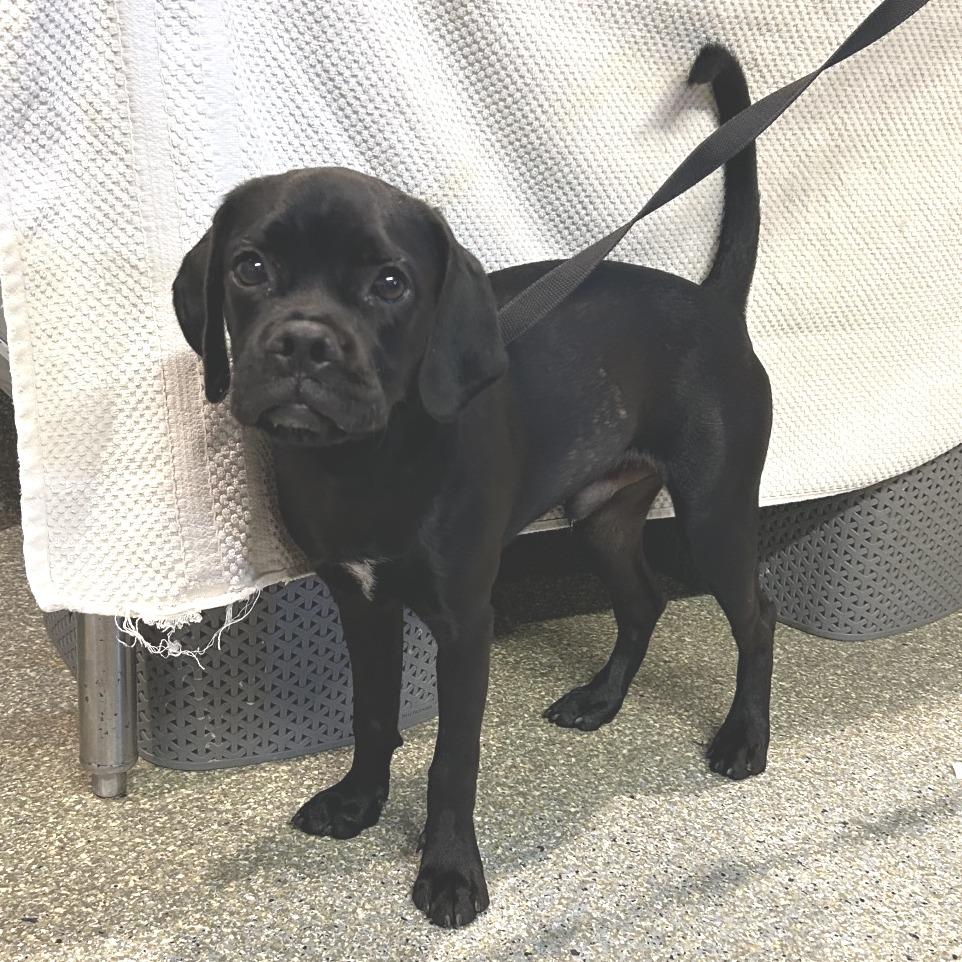 Enlarge Bologna*, a Adoptable mixed breed in San Gabriel, CA image 1/3