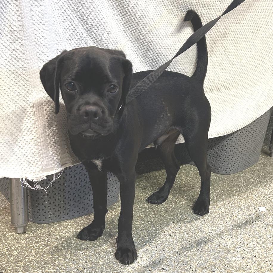 Enlarge Bologna*, a Adoptable mixed breed in San Gabriel, CA image 2/3