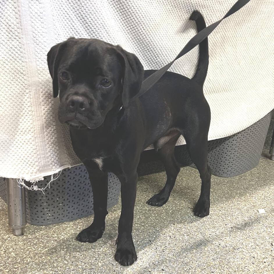 Enlarge Bologna*, a Adoptable mixed breed in San Gabriel, CA image 3/3
