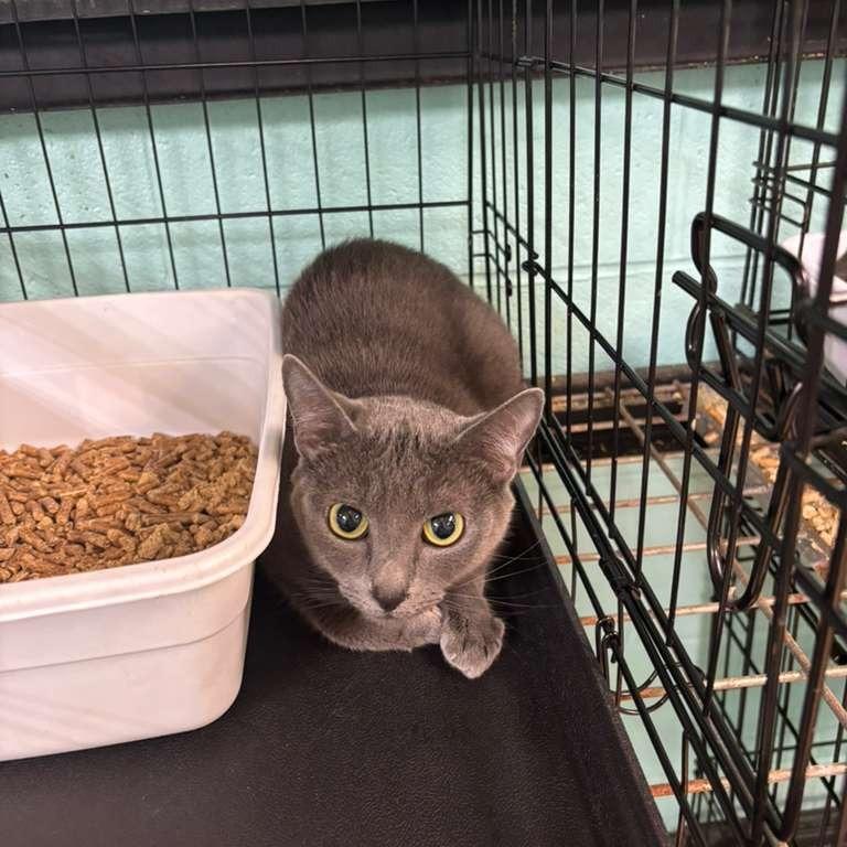 Enlarge Calie, a Adoptable Domestic Short Hair in Gadsden, AL image 1/1