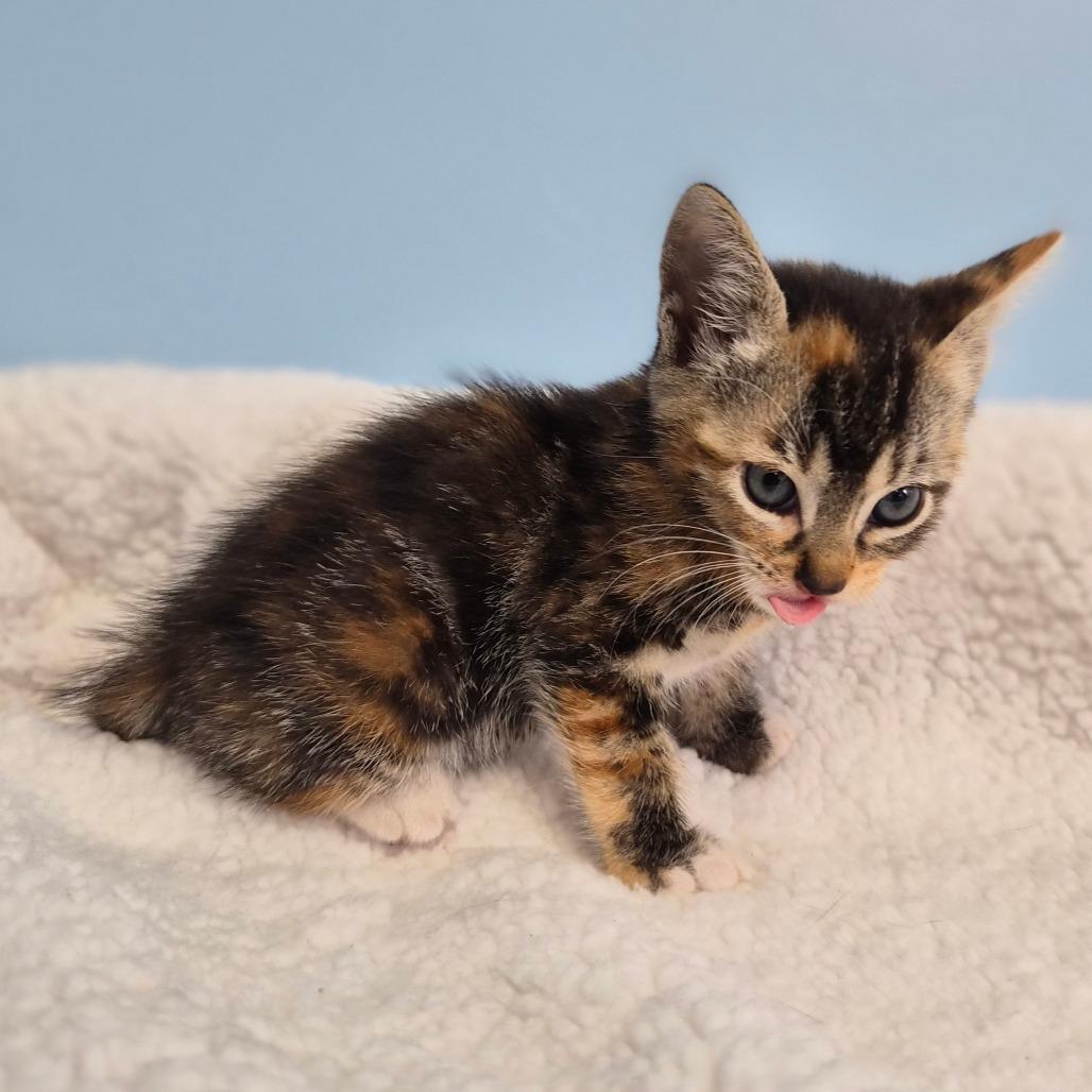 Enlarge Chai Latte, a Adoptable Domestic Short Hair in Wahiawa, HI image 1/3