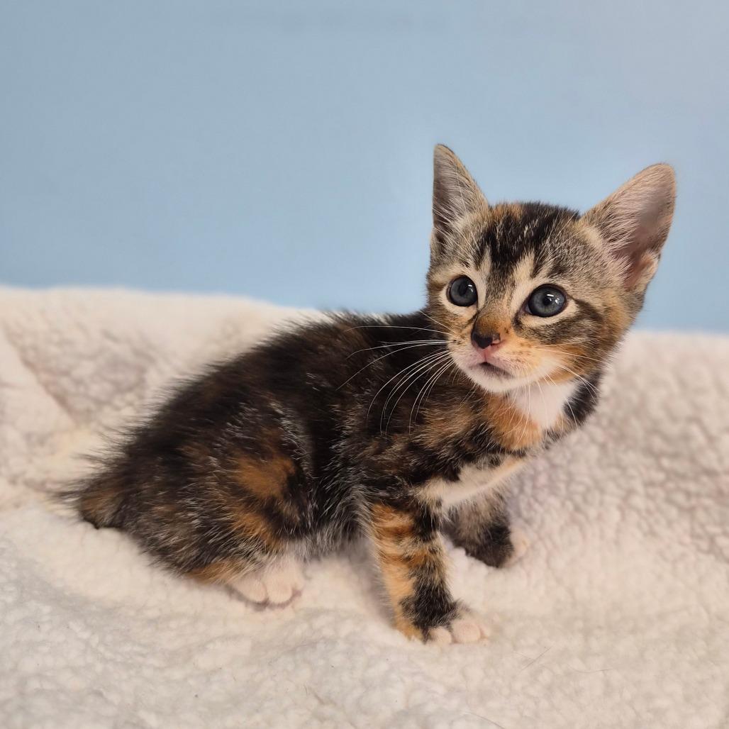 Enlarge Chai Latte, a Adoptable Domestic Short Hair in Wahiawa, HI image 2/3