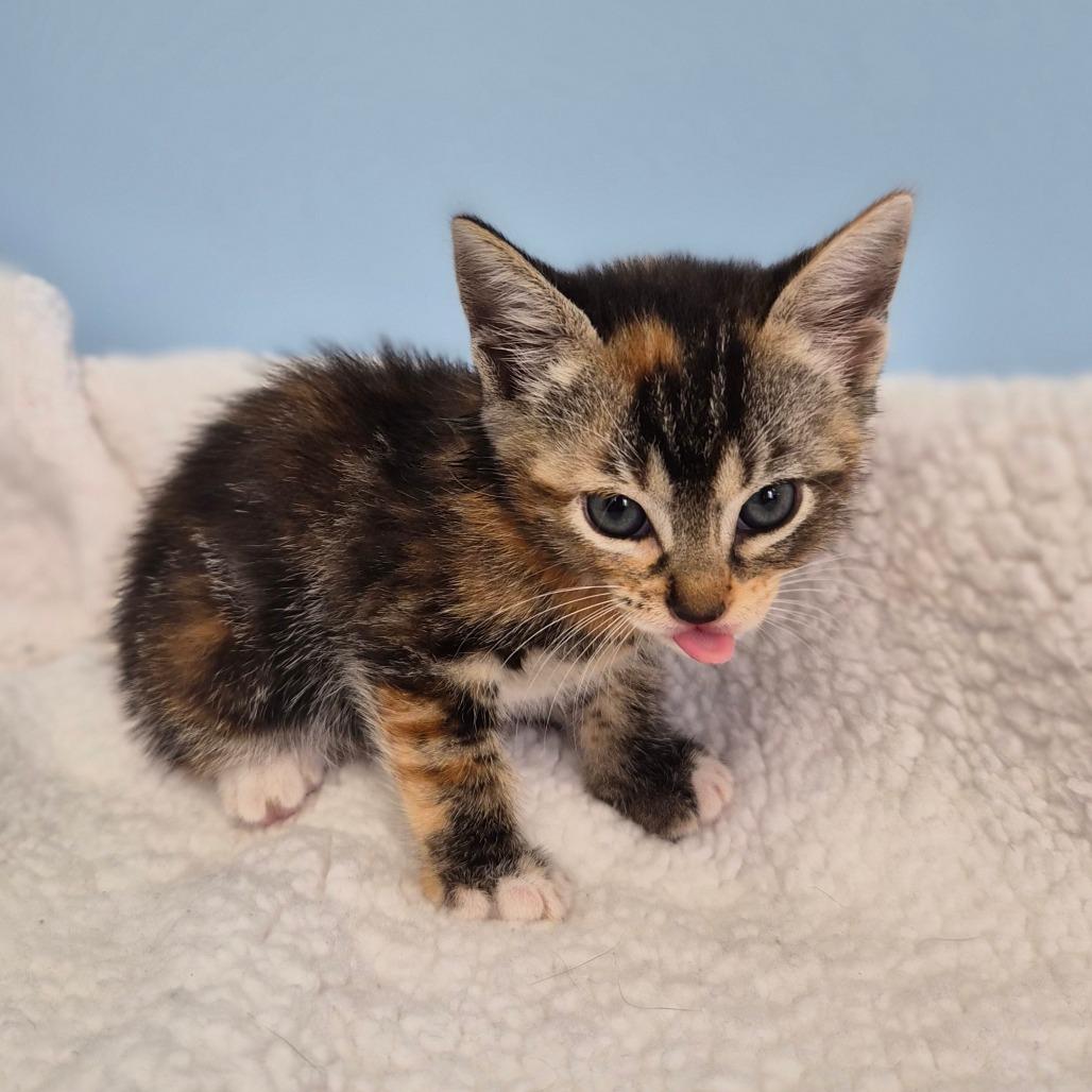 Enlarge Chai Latte, a Adoptable Domestic Short Hair in Wahiawa, HI image 3/3