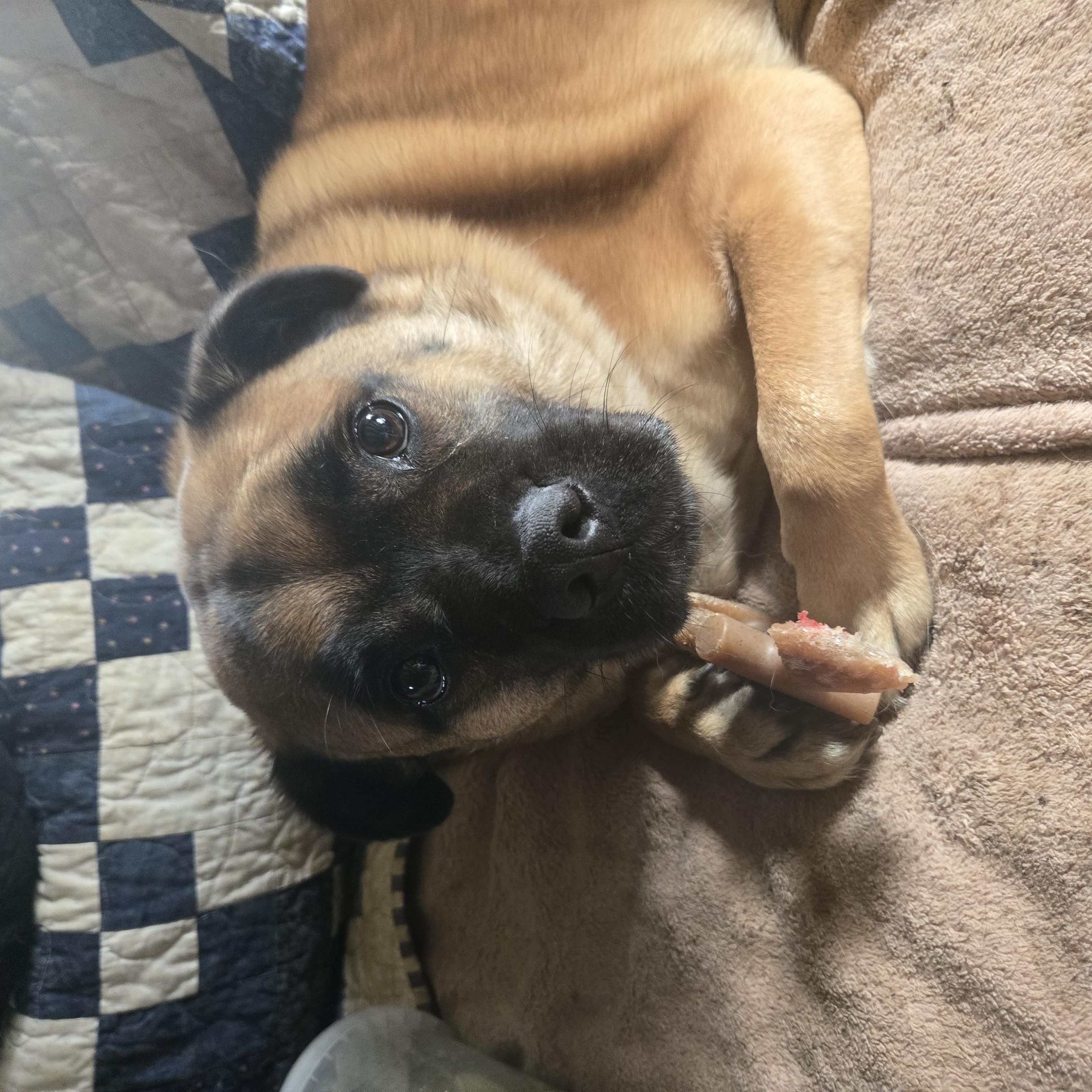 Enlarge Frankie Peanut, a Adoptable mixed breed in Friendship, NY image 2/2