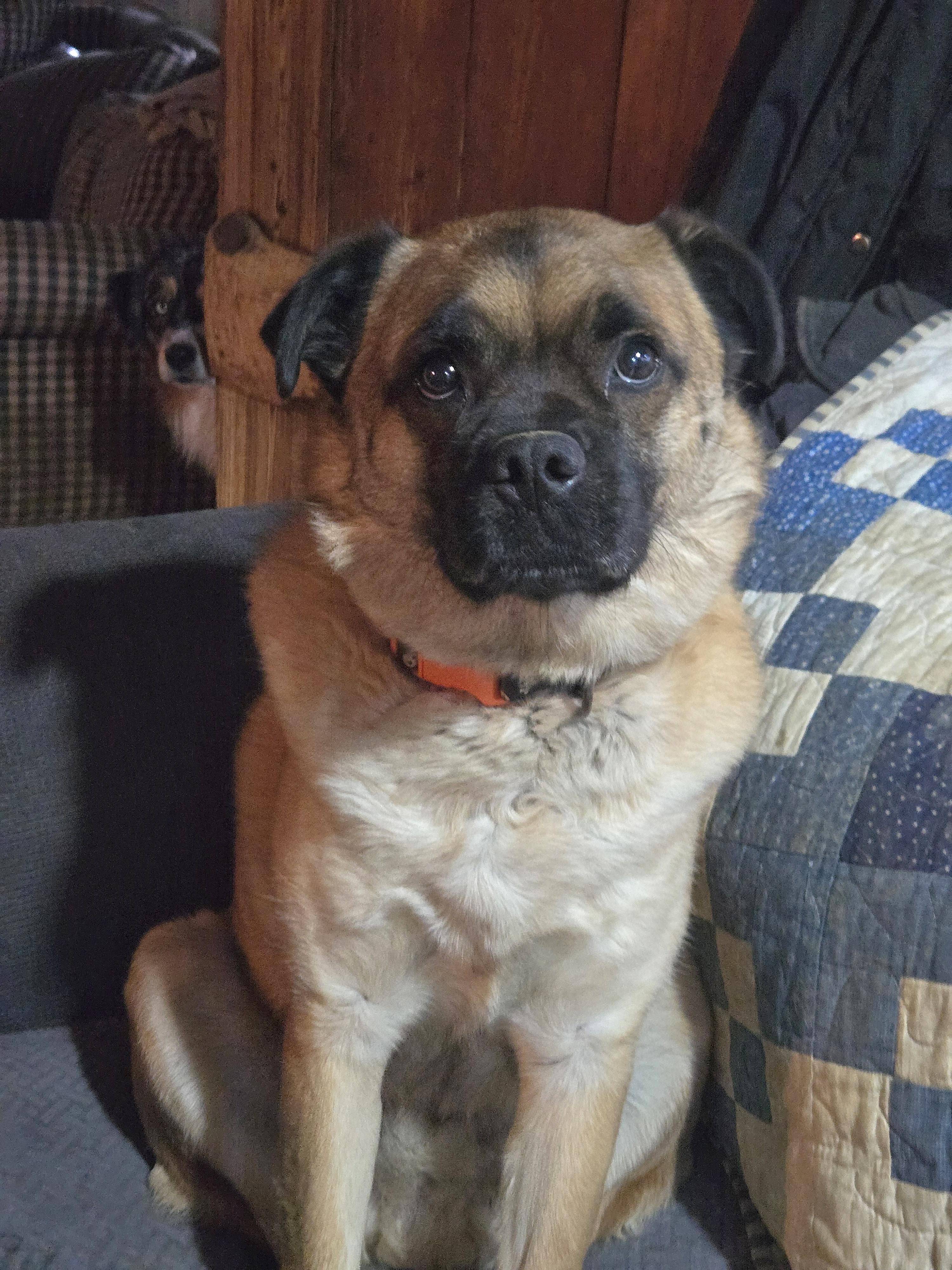 Enlarge Frankie Peanut, a Adoptable mixed breed in Friendship, NY image 1/2