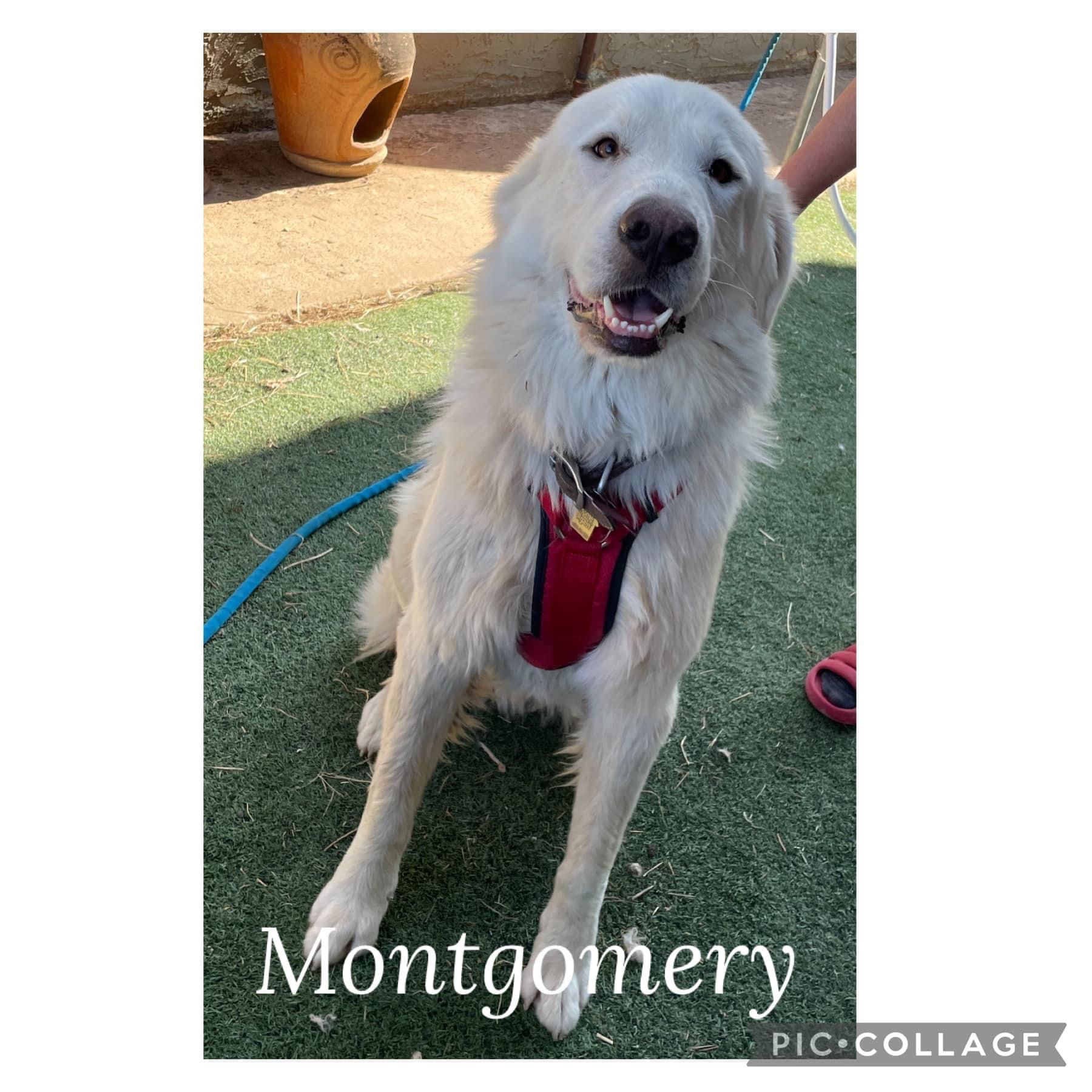 Montgomery, Adult Male Great Pyrenees
