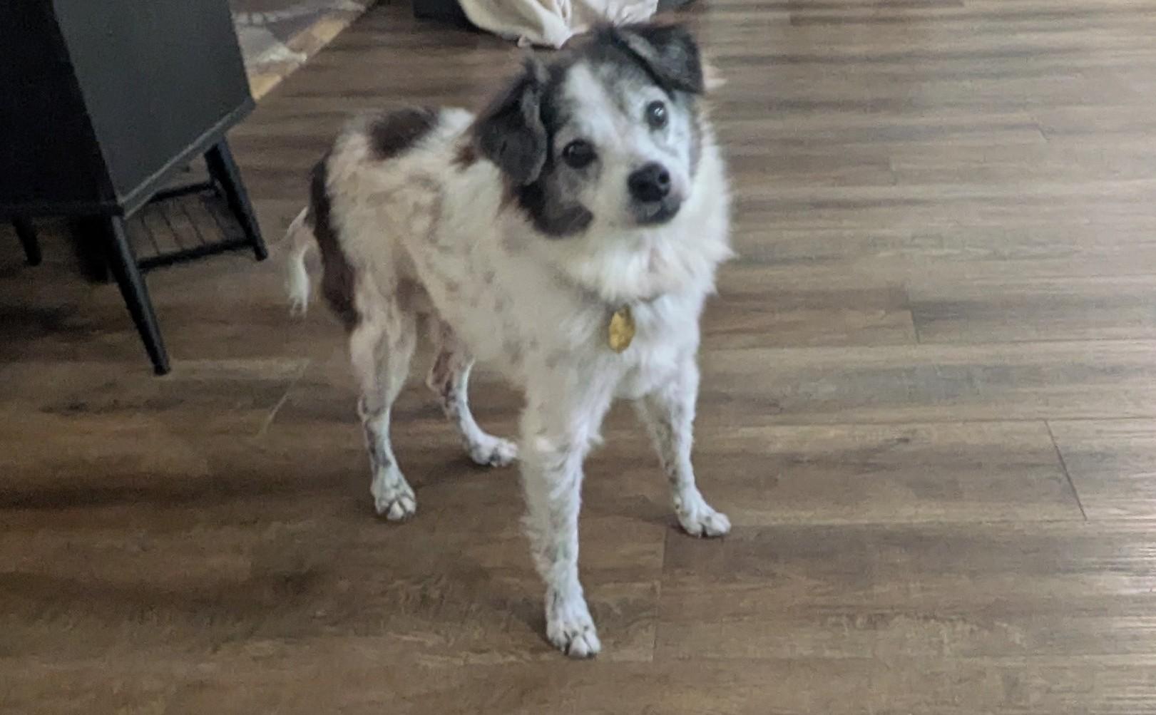 Enlarge Mi'jo, a Adoptable mixed breed in Voorheesville, NY image 5/6