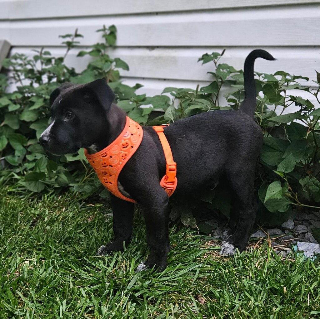 Brody, Adopted, Puppy Male Terrier & Hound.
