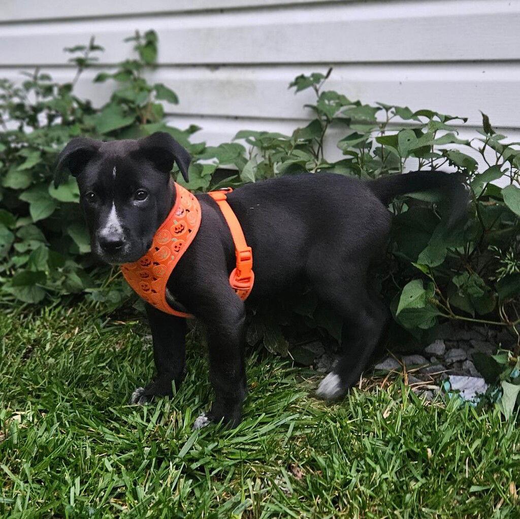 Brody, a Adopted mixed breed in Doylestown, PA image 2/3