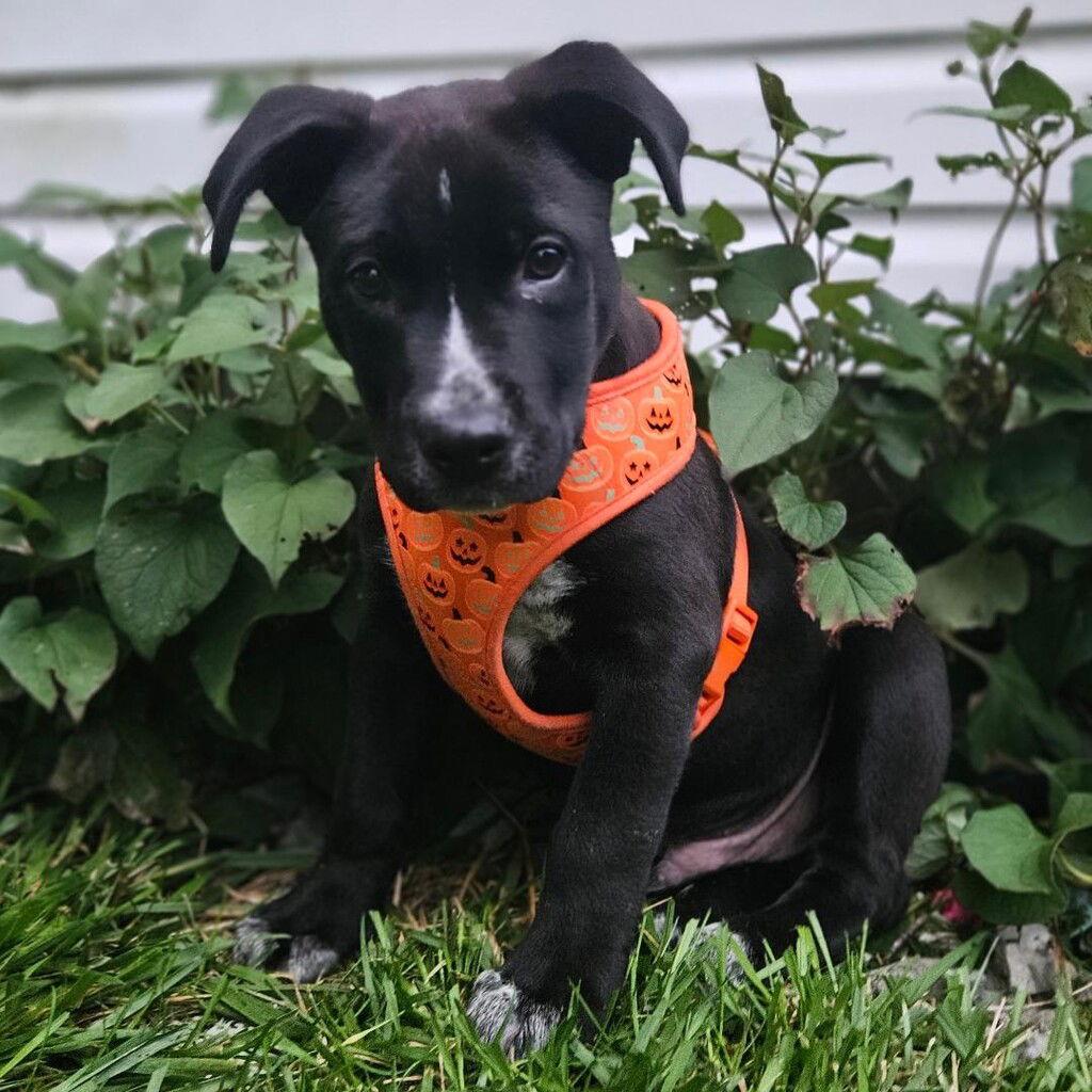 Brody, a Adopted mixed breed in Doylestown, PA image 3/3