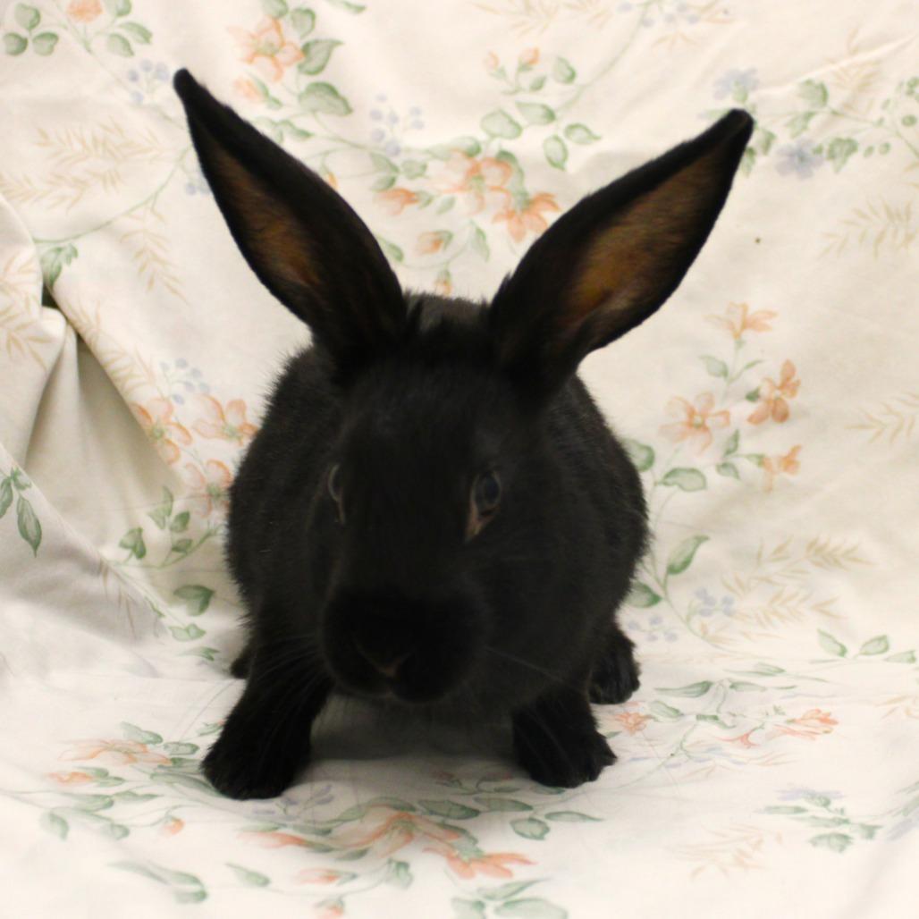 Enlarge Houdini, a Adoptable mixed breed in Champaign, IL image 1/1