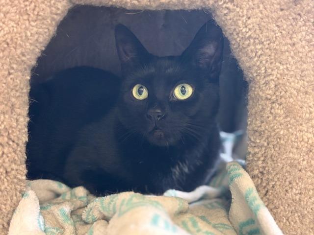 Enlarge Anya, a Adoptable mixed breed in Lima, OH image 1/1