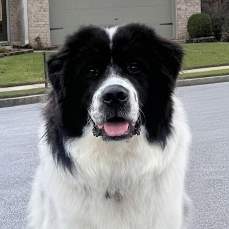 Joplin, adopted, Young Female Great Pyrenees.