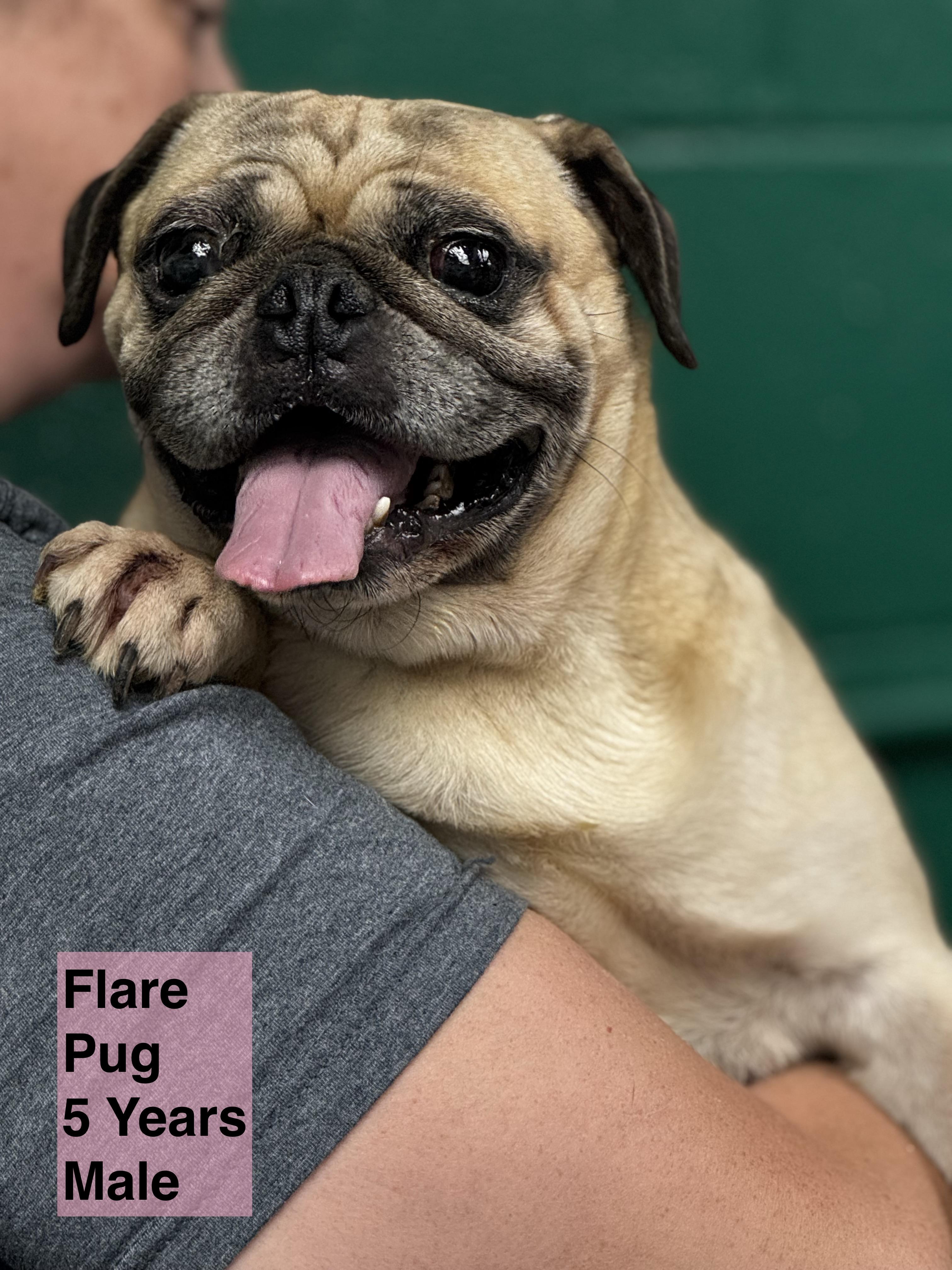 Flare, Adult Male Pug