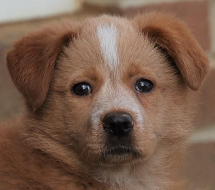 Enlarge 2026Felicity, an adopted mixed breed in Frederick, MD image 3/5