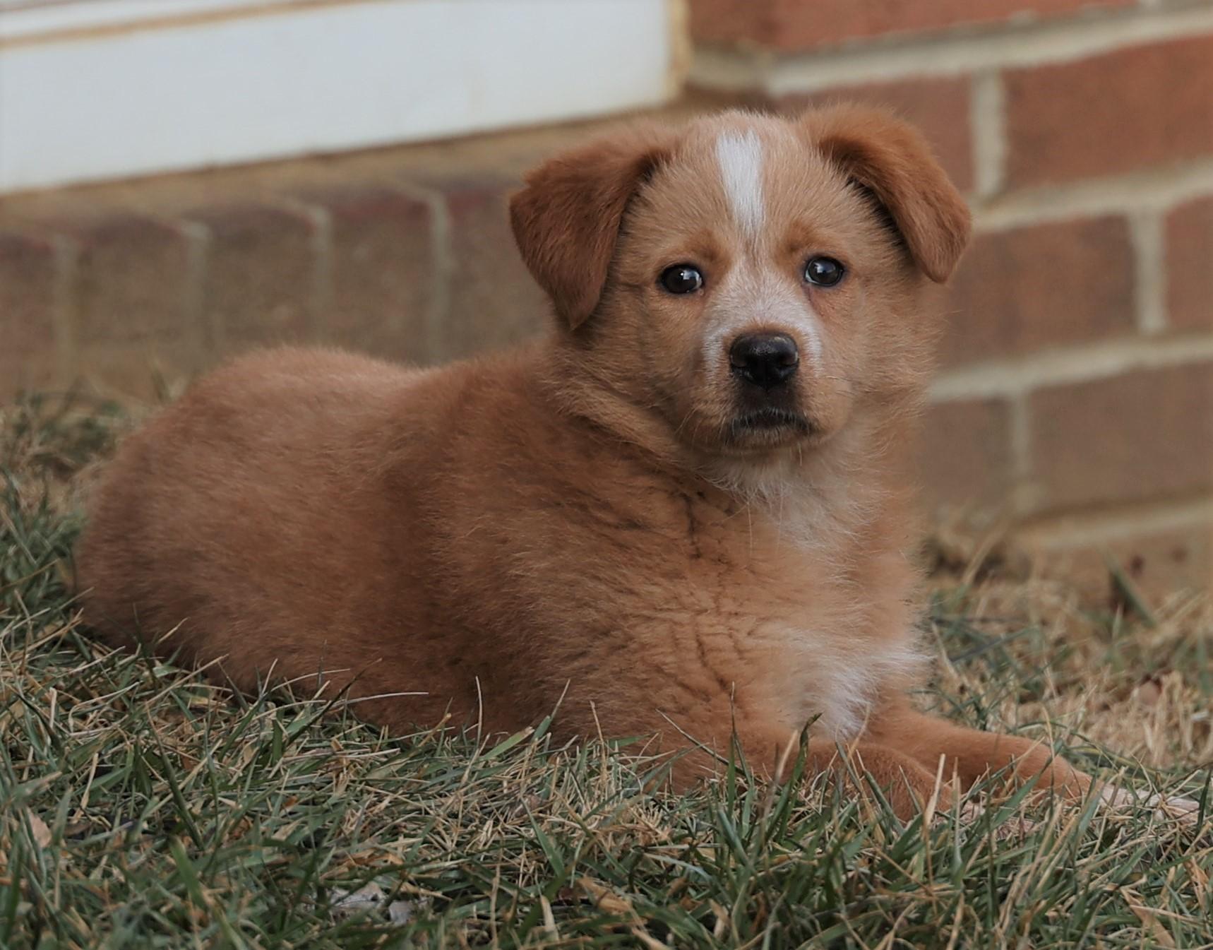 Enlarge 2026Felicity, an adopted mixed breed in Frederick, MD image 4/5