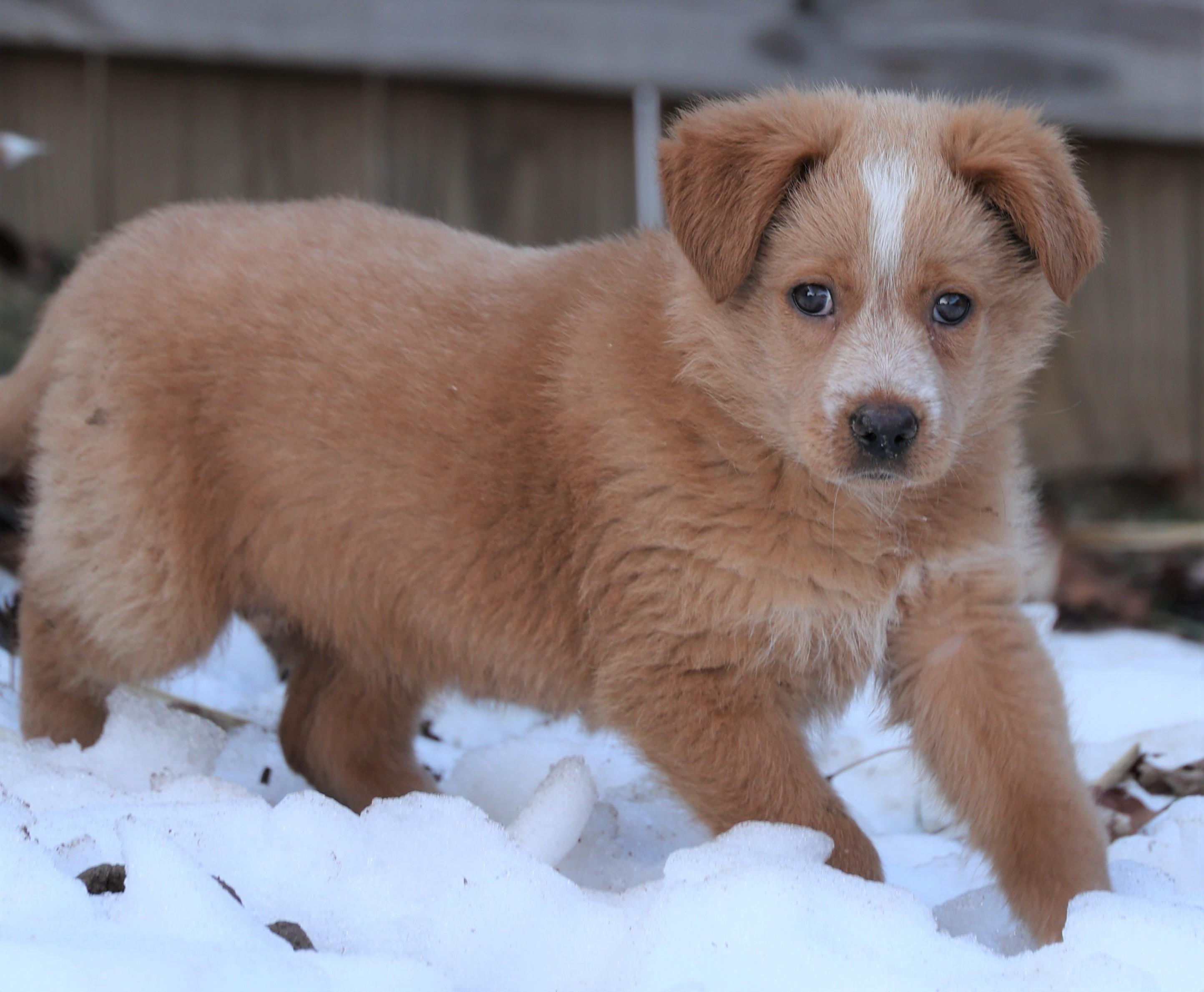 Enlarge 2026Felicity, an adopted mixed breed in Frederick, MD image 2/5