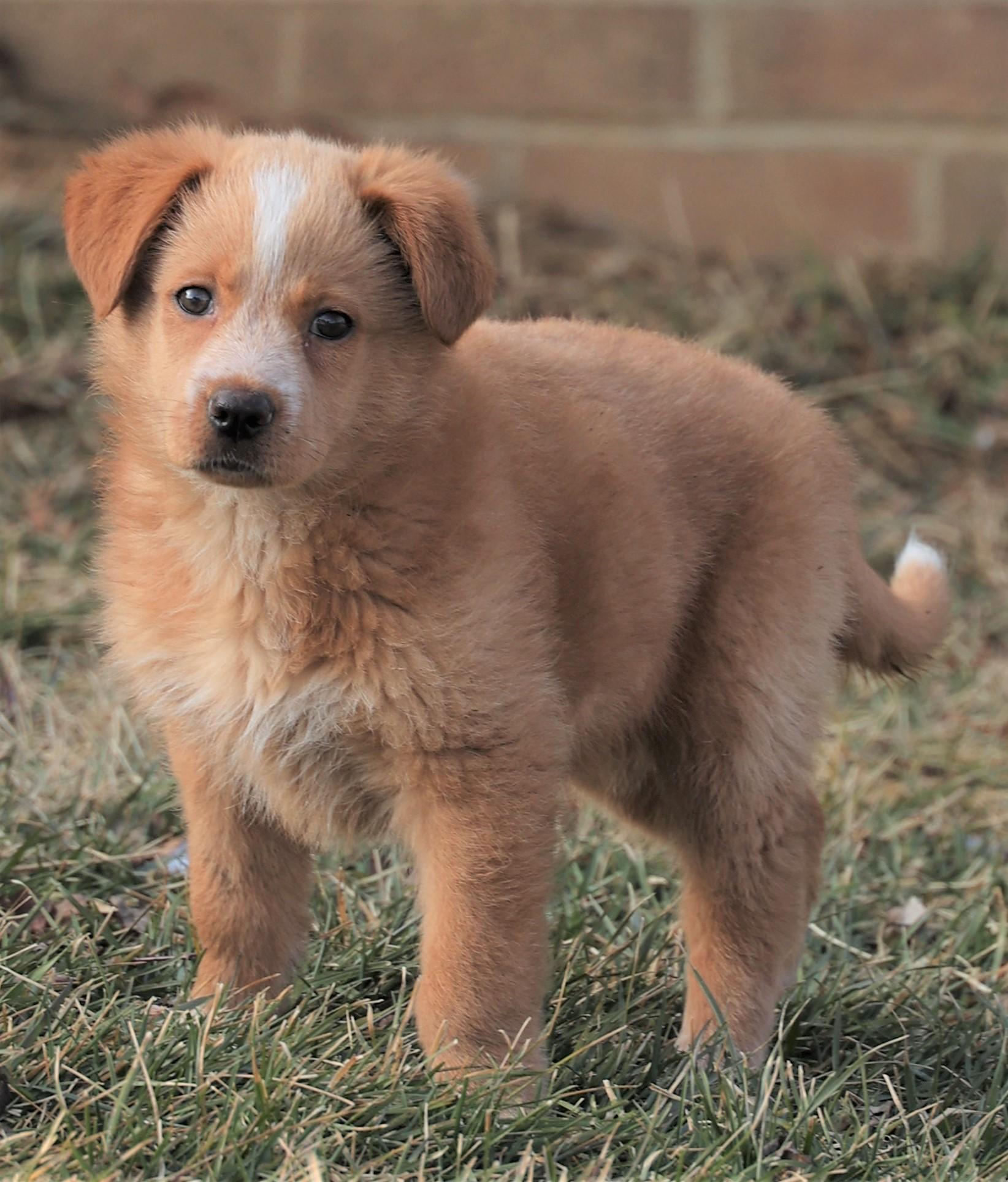 Felicity-Available 2/21@Petsmart! www.lhar.dog to apply!, adoptable, Puppy Female Shepherd.