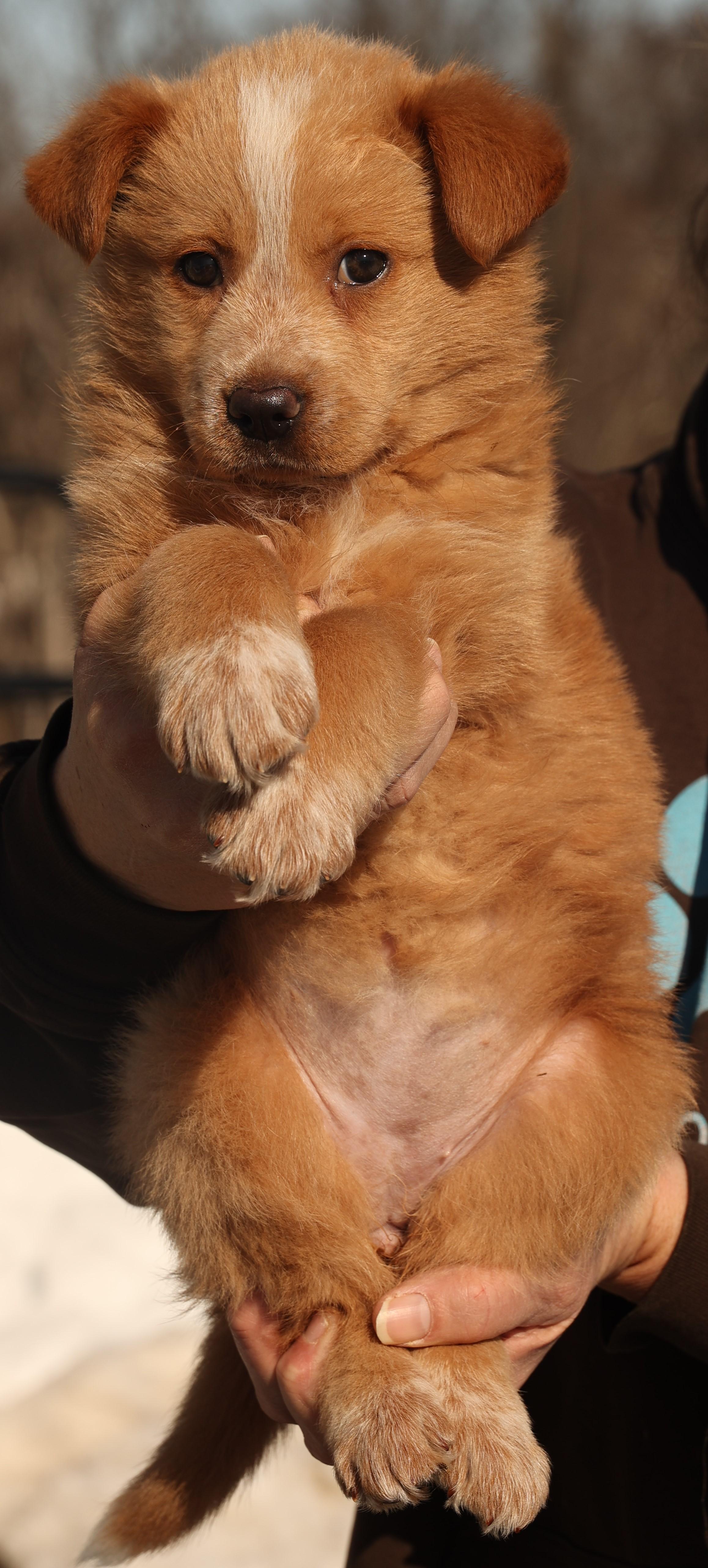 Enlarge 2026Felicity, an adopted mixed breed in Frederick, MD image 5/5