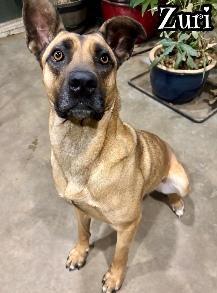 Enlarge Zuri, a Adoptable mixed breed in Tulsa, OK image 4/4