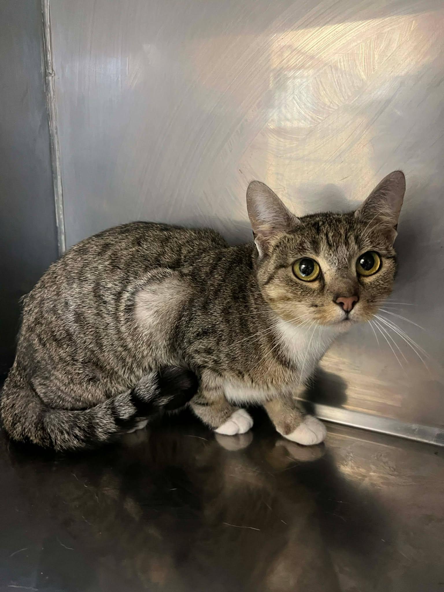 Enlarge Birdie, an adopted Domestic Short Hair in Fort Payne, AL image 1/1